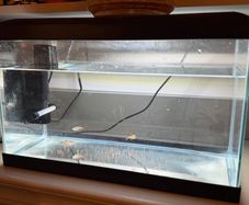 small fish tank with fish