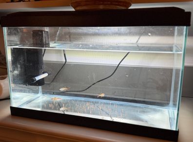 small fish tank with fish