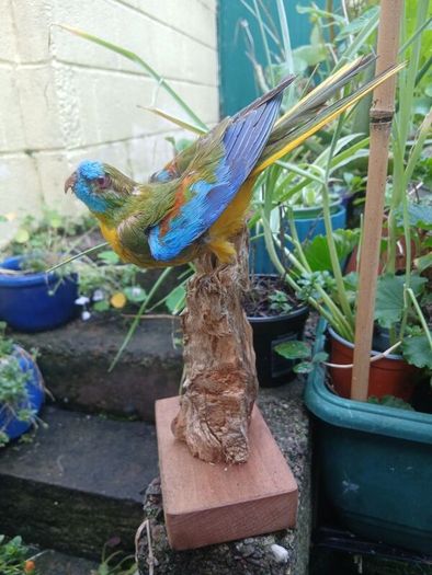taxidermy