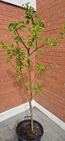 Apple Trees x 2