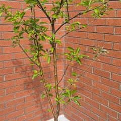 Apple Trees x 2