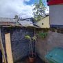 4m rowan tree in pot Image 2