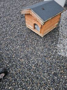 dog box