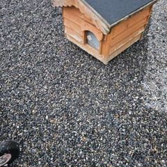 dog box