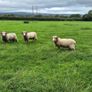 Dorset Rams Image 2