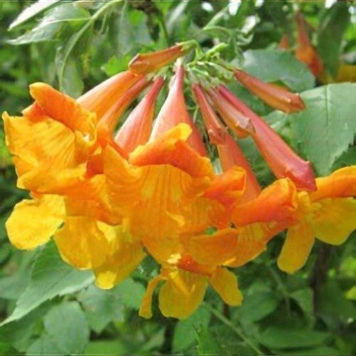 garden and vegetable seeds