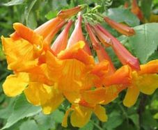 garden and vegetable seeds