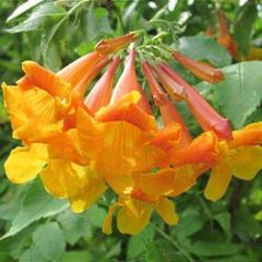 garden and vegetable seeds