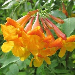 garden and vegetable seeds