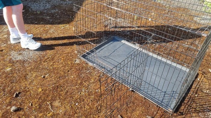 Dog cage