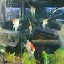 angel fish Image 3