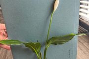Spathiphyllum