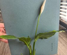 Spathiphyllum