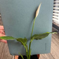 Spathiphyllum