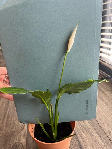 Spathiphyllum