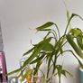 plant bamboo with free orbies and glass vase Image 5