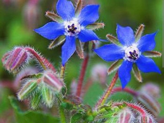 Borage plants
