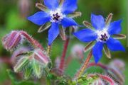 Borage plants