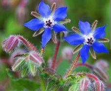 Borage plants