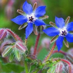 Borage plants