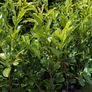 Premium 3 Foot Tall Cherry Laurel Image 3