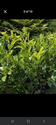 Premium 3 Foot Tall Cherry Laurel