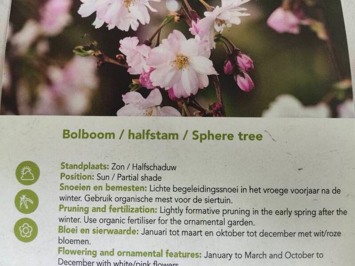 Prunus Subhirtella Autumnalis rosea(winter flower cherry)