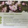 Prunus Subhirtella Autumnalis rosea(winter flower cherry) Image 3