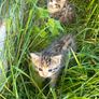 kittens Image 3