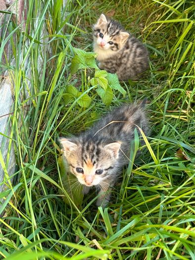 kittens