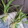 Spider plant pups Image 3