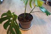 Monstera Deliciosa