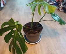 Monstera Deliciosa
