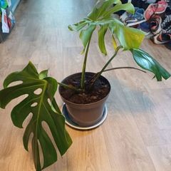 Monstera Deliciosa