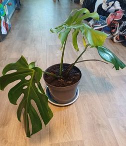 Monstera Deliciosa
