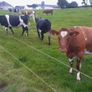 Heifers Image 2