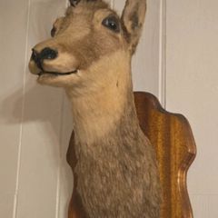 Taxidermy Alpine Goat head mount