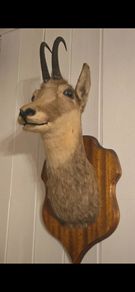 Taxidermy Alpine goat