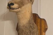 Taxidermy Alpine goat