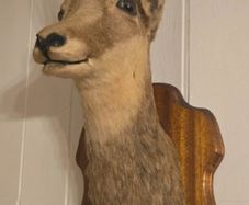 Taxidermy Alpine goat