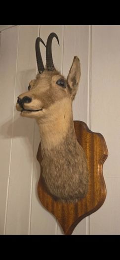 Taxidermy Alpine goat