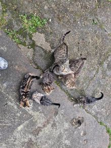 kittens