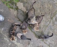 kittens