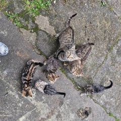 kittens
