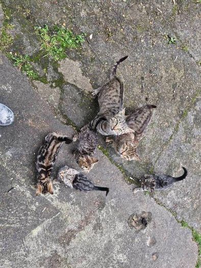 kittens