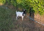 2 pygmy goats