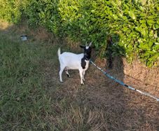 2 pygmy goats