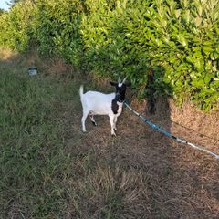 2 pygmy goats