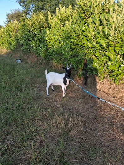 2 pygmy goats