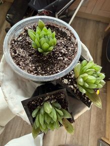 Succulents Haworthia